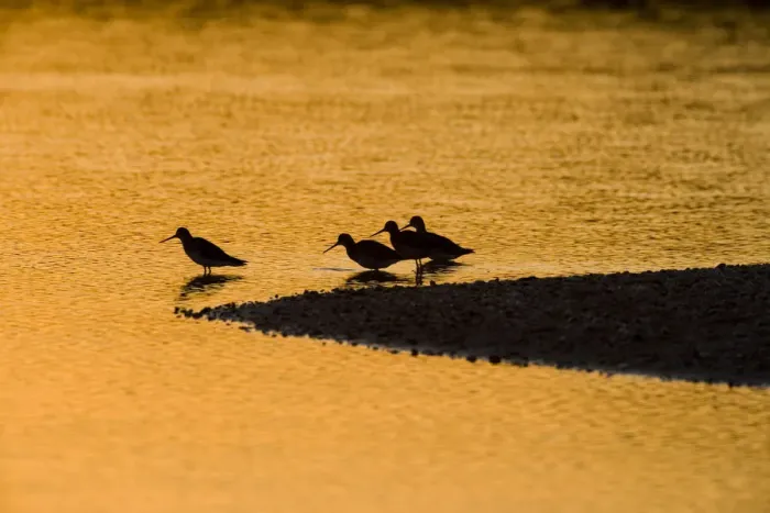 Framed Print : Shorebirds at sunrise at the mouth of the Connecticut River in Old Lyme, Connecticut