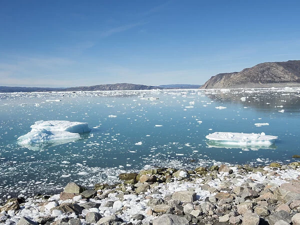 Shoreline littered with icebergs from Eqip Glacier in Greenland, Danish Territory