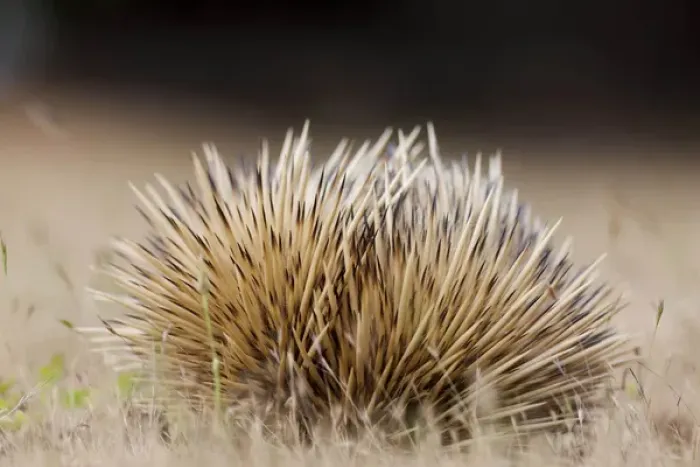 Framed Print : Short-beaked Echidna (Tachyglossus aculeatus), an oviparous mammal of Australia