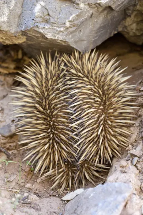 Framed Print : Short-beaked Echidna (Tachyglossus aculeatus), an oviparous mammal of Australia Framed Print : Short-beaked Echidna (Tachyglossus aculeatus), an oviparous mammal of Australia