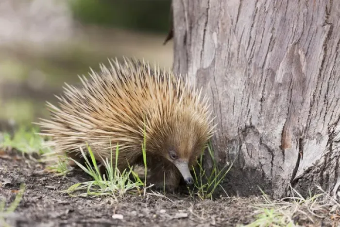 Framed Print : Short-beaked Echidna (Tachyglossus aculeatus), an oviparous mammal of Australia