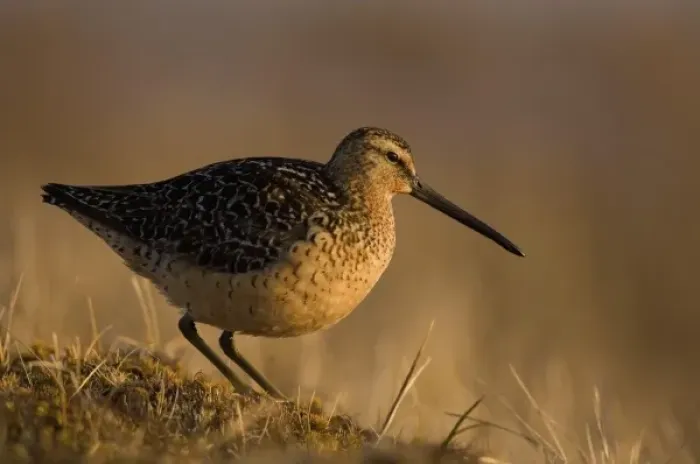 Framed Print : short-billed dowitcher, Limnodromus griseus, on tundra, National Petroleum Reserves