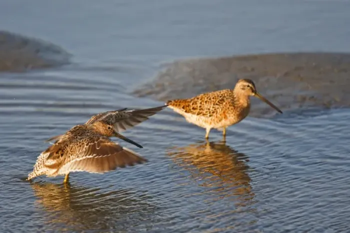 Framed Print : Short-billed Dowitcher (Limnodromus griseus) migrants in salt marsh, South Padre Island Framed Print : Short-billed Dowitcher (Limnodromus griseus) migrants in salt marsh, South Padre Island