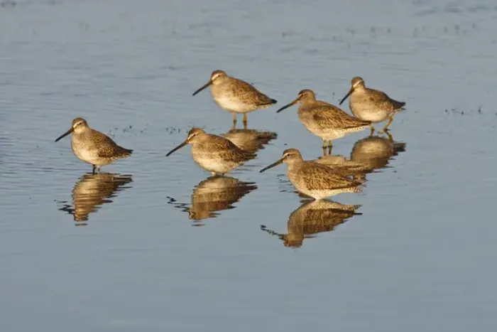 Framed Print : Short-billed Dowitcher (Limnodromus griseus) migrants in salt marsh, South Padre Island Framed Print : Short-billed Dowitcher (Limnodromus griseus) migrants in salt marsh, South Padre Island