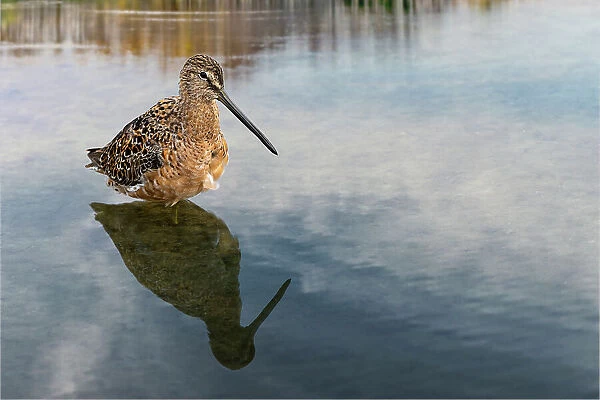 Short-billed dowitcher, South Padre Island, Texas