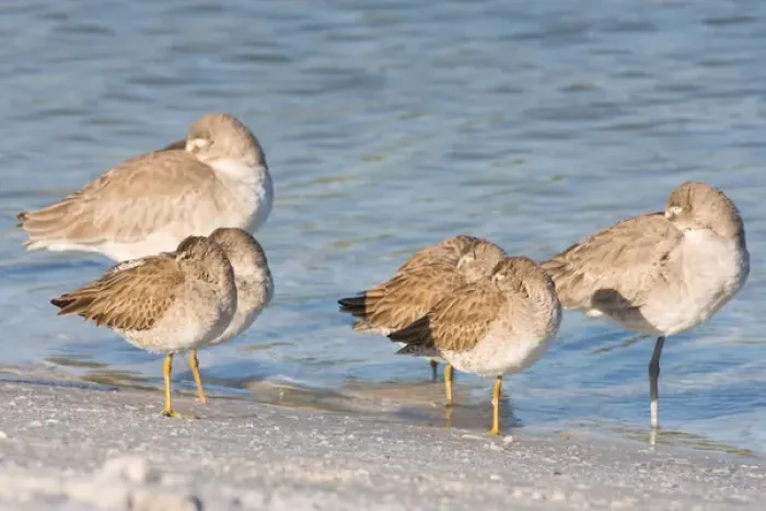 Framed Print : Short-billed dowitchers and a willets rest on North Beach at Fort De Soto Park in Pinellas County Framed Print : Short-billed dowitchers and a willets rest on North Beach at Fort De Soto Park in Pinellas County