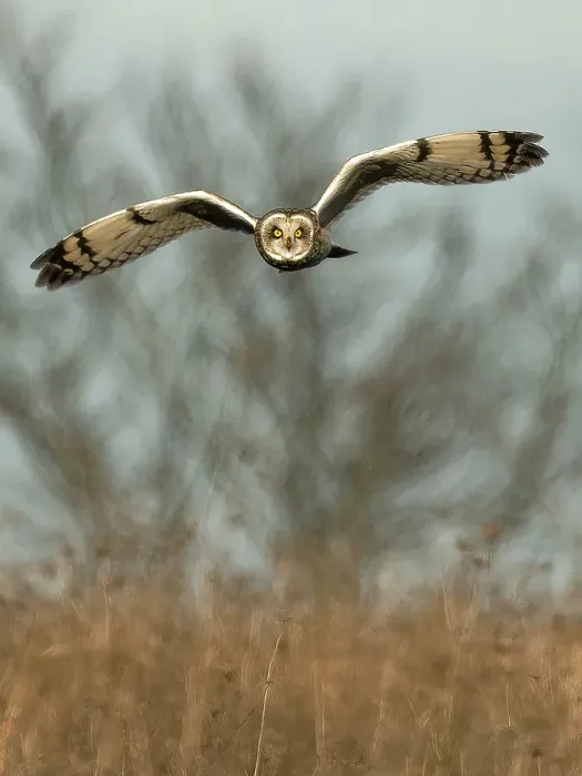 Framed Print : Short-eared owl flying, New Jersey, USA Framed Print : Short-eared owl flying, New Jersey, USA