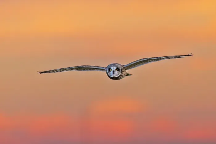 Framed Print : Short-eared owl flying at sunset, Marion County, Illinois Framed Print : Short-eared owl flying at sunset, Marion County, Illinois