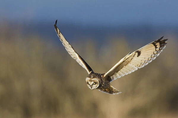Short-eared Owl Hunting