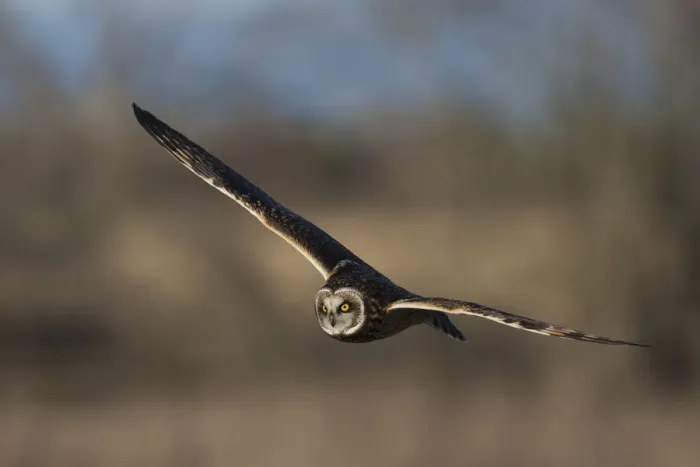 Framed Print : Short-eared owl hunting Framed Print : Short-eared owl hunting