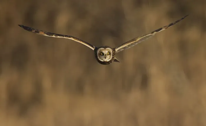 Framed Print : Short-eared owl hunting