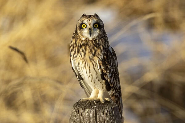 Short-eared owl at Ninepipe National Wildlife Refuge #23766788