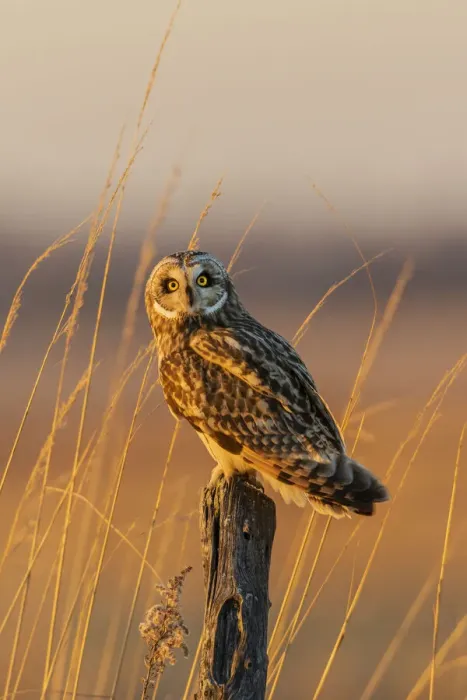 Framed Print : Short-eared owl perched on fence post, Prairie Ridge State Natural Area, Marion County, Illinois Framed Print : Short-eared owl perched on fence post, Prairie Ridge State Natural Area, Marion County, Illinois