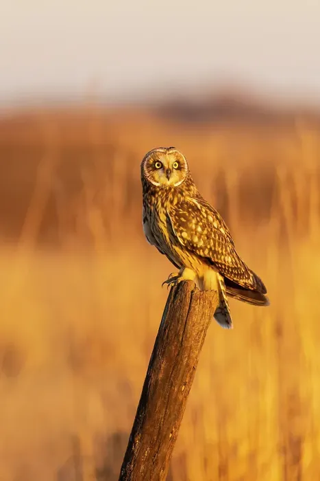 Framed Print : Short-eared owl perched on fence post Prairie Ridge State Natural Area, Marion County, Illinois Framed Print : Short-eared owl perched on fence post Prairie Ridge State Natural Area, Marion County, Illinois