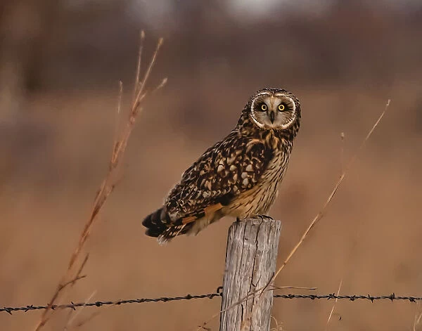 Short eared owl resting on fence post