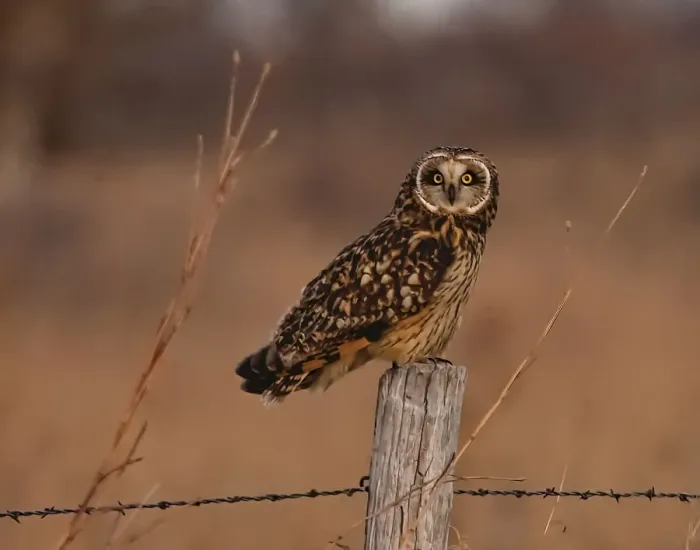 Framed Print : Short eared owl resting on fence post Framed Print : Short eared owl resting on fence post