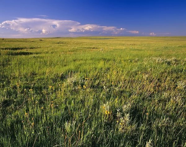 Short Grass Prairie in remote northeastern Montana