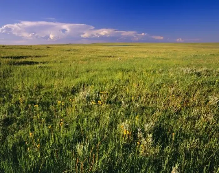 Framed Print : Short Grass Prairie in remote northeastern Montana Framed Print : Short Grass Prairie in remote northeastern Montana
