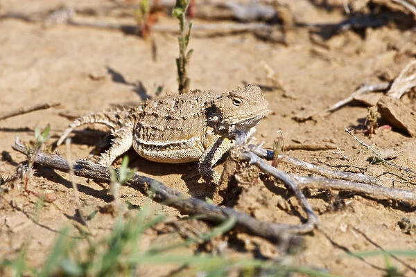 Short-horned Lizard (Phrynosoma douglasi) in Wyoming high desert sagebrush country east of Cody