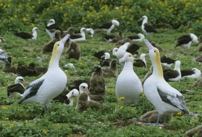 Framed Print : Short-tailed Albatross, (Diomedea albatrus), decoys to lure birds to eastern island Framed Print : Short-tailed Albatross, (Diomedea albatrus), decoys to lure birds to eastern island