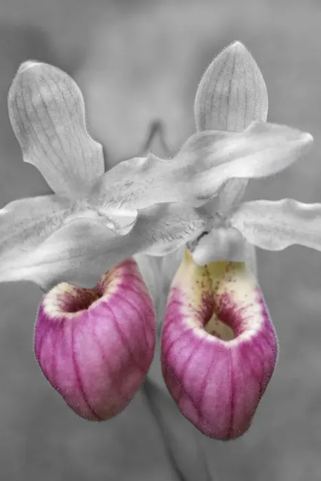 Framed Print : Showy Ladys Slipper Framed Print : Showy Ladys Slipper