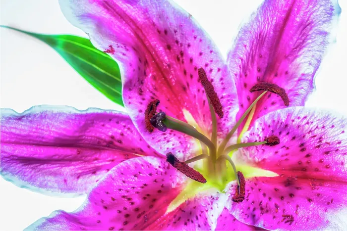 Framed Print : Showy lily Framed Print : Showy lily