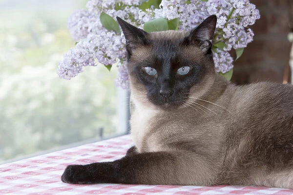 Siamese cat on checkered table cloth with lilacs