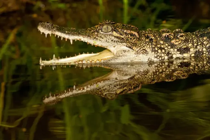 Framed Print : Siamese Crocodile, Crocodylus siamensis, Native to Indonesia