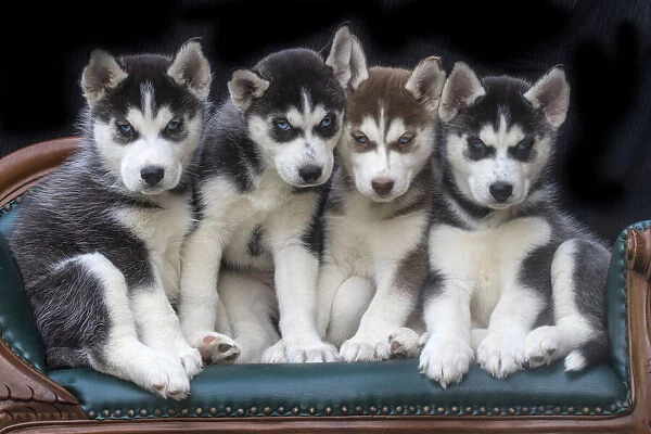 Siberian husky puppies on couch