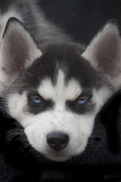 Siberian husky puppy close-up
