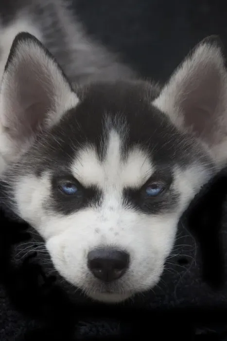 Framed Print : Siberian husky puppy close-up Framed Print : Siberian husky puppy close-up
