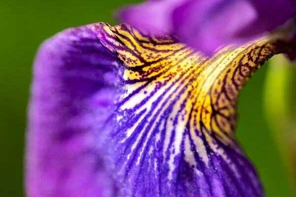 Siberian Iris, USA