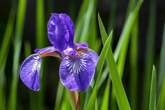 Framed Print : Siberian Iris, USA Framed Print : Siberian Iris, USA