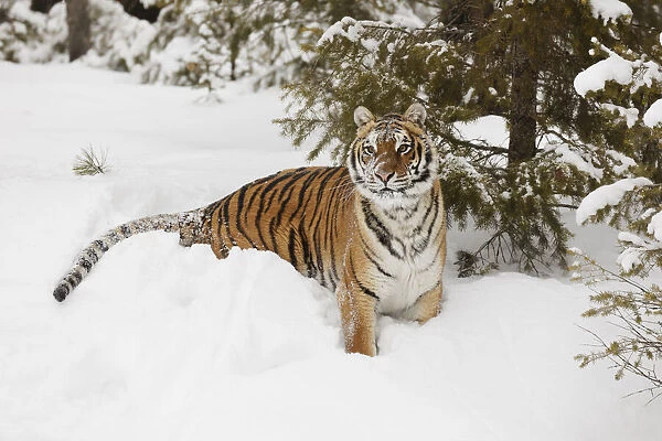 Siberian tiger in deep winter snow, Panthera tigris tigris, controlled situation, Montana