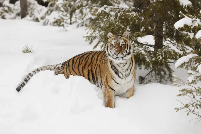 Framed Print : Siberian tiger in deep winter snow, Panthera tigris tigris, controlled situation, Montana Framed Print : Siberian tiger in deep winter snow, Panthera tigris tigris, controlled situation, Montana