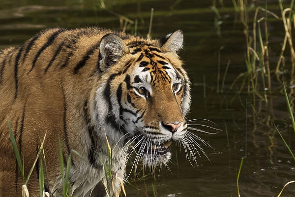 Siberian Tiger, Panthera tigris Altaic Captive