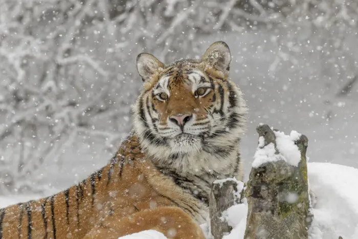 Framed Print : Siberian tiger in winter, Panthera tigris Tigris controlled situation, Montana
