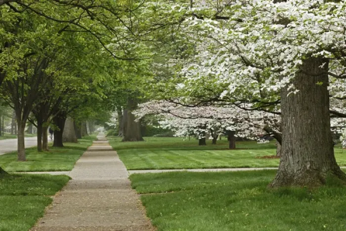 Framed Print : Sidewalk and flowering dogwood trees in spring, Audubon Park neighborhood, Louisville Framed Print : Sidewalk and flowering dogwood trees in spring, Audubon Park neighborhood, Louisville