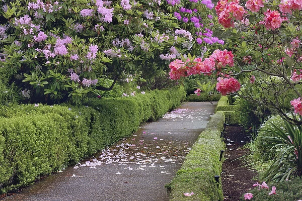 Sidewalk lined with Rhododendron, Shore Acres State Park, Coos Bay, Oregon