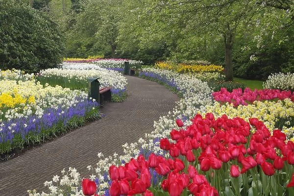 Sidewalk through tulips, daffodils, and hyacinth flowers, Keukenhof Gardens, Lisse