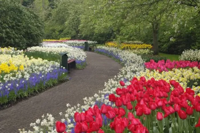Framed Print : Sidewalk through tulips, daffodils, and hyacinth flowers, Keukenhof Gardens, Lisse Framed Print : Sidewalk through tulips, daffodils, and hyacinth flowers, Keukenhof Gardens, Lisse