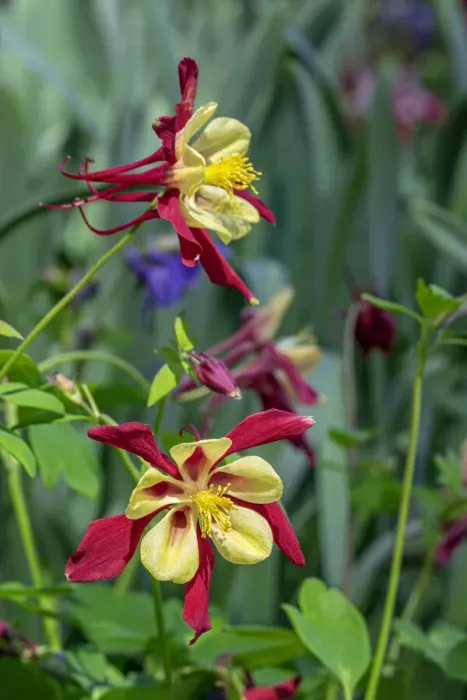 Framed Print : Sierra columbine Framed Print : Sierra columbine