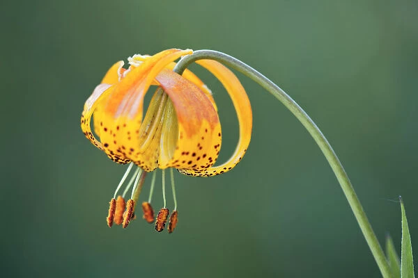 Sierra Tiger Lily, Yosemite National Park, California