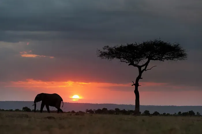 Framed Print : Silhouette of an African elephants, Loxodonta Africana, walking at sunset. Masai Mara National Reserve, Kenya, Africa Framed Print : Silhouette of an African elephants, Loxodonta Africana, walking at sunset. Masai Mara National Reserve, Kenya, Africa