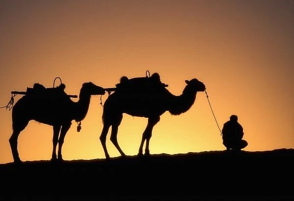Silhouette of camel