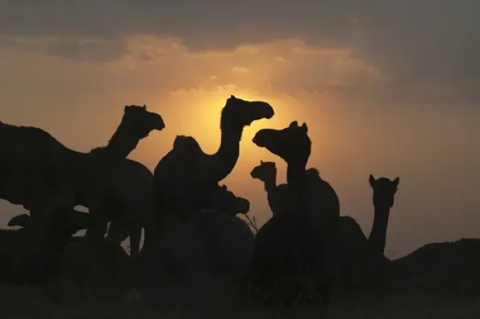 Framed Print : Silhouette of camels in the desert at sunrise, Pushkar Camel Fair, Pushkar, Rajasthan Framed Print : Silhouette of camels in the desert at sunrise, Pushkar Camel Fair, Pushkar, Rajasthan