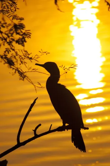 Framed Print : Silhouette of an Indian cormorant (Phalacrocorax fuscicollis), Keoladeo National Park Framed Print : Silhouette of an Indian cormorant (Phalacrocorax fuscicollis), Keoladeo National Park