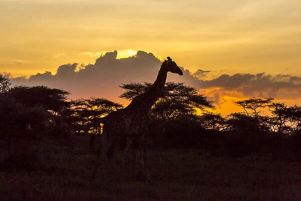 Silhouette of Masai giraffe, walking past already darkened acacia trees, cloud formations