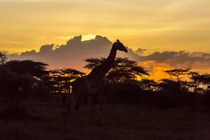 Framed Print : Silhouette of Masai giraffe, walking past already darkened acacia trees, cloud formations Framed Print : Silhouette of Masai giraffe, walking past already darkened acacia trees, cloud formations