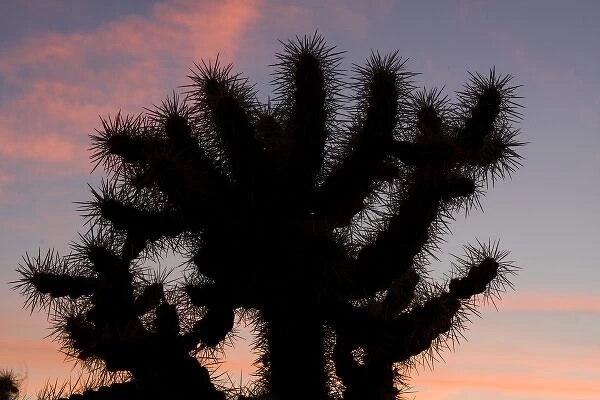 Silhouette at Sunset, Jumping cholla, Cylindropuntia fulgida, Sonoran Desert, High desert Park